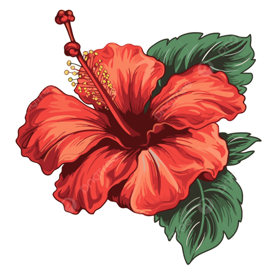 hibiscus-flower.1712209321.png