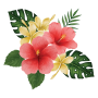 hibiscus-flower.png